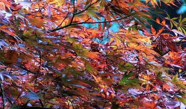 Bois des moutiers fall 2012 (55)